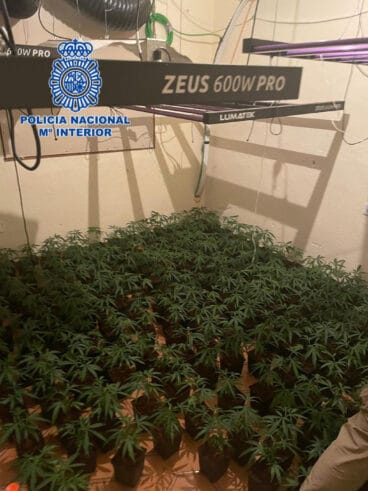 Cultivo de marihuana indoor en Dénia