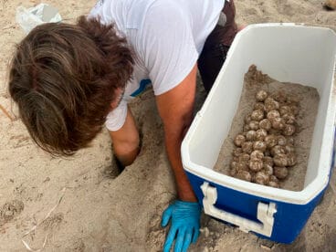 tecnico especialista extrayendo los huevos de tortuga para su reubicacion en les albaranes