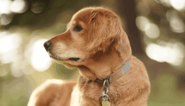 Clínica Veterinaria El Saladar te ayuda a proteger a tu mascota