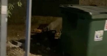 jabalies en una carretera de la costa de denia