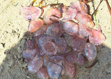 medusas pelagia noctiluca clavel acumuladas en las playas de denia este verano