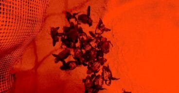nacimiento de 62 tortugas de los huevos hallados en denia
