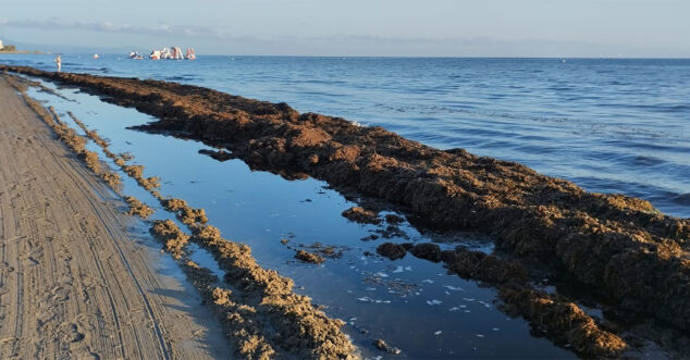 Imagen: Posidonia en las playas de Dénia