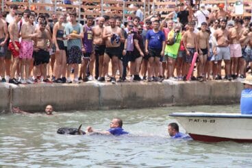 toro en el agua durante la celebracion de los bous a la mar de denia del pasado julio