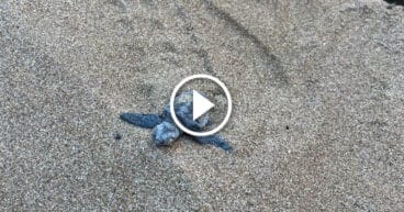 Tortuga en una playa de Dénia