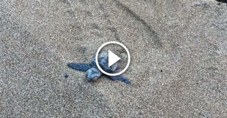 Tortuga en una playa de Dénia