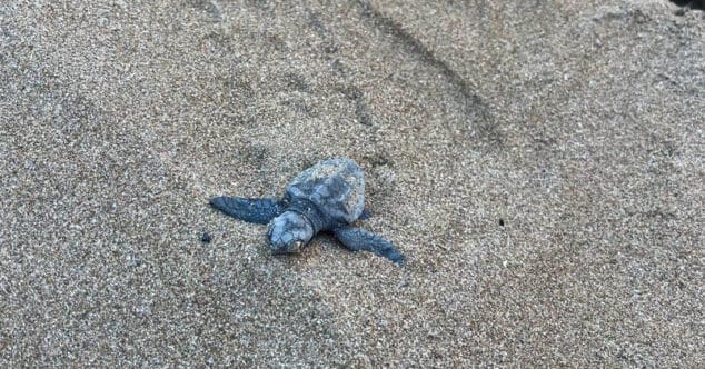 Imagen: Tortuga en una playa de Dénia