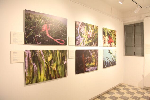 exposicion colectiva lart de la posidonia 01