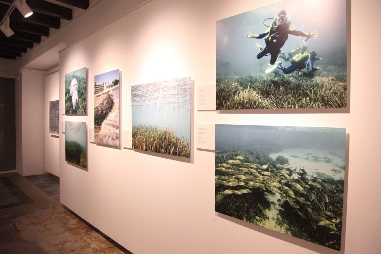 Exposición colectiva ‘L’art de la posidònia’ 04