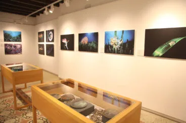 Exposición colectiva ‘L’art de la posidònia’ 21