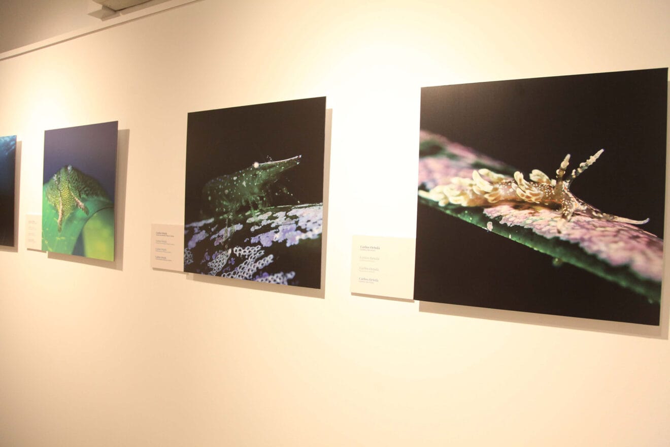 Exposición colectiva ‘L’art de la posidònia’ 22