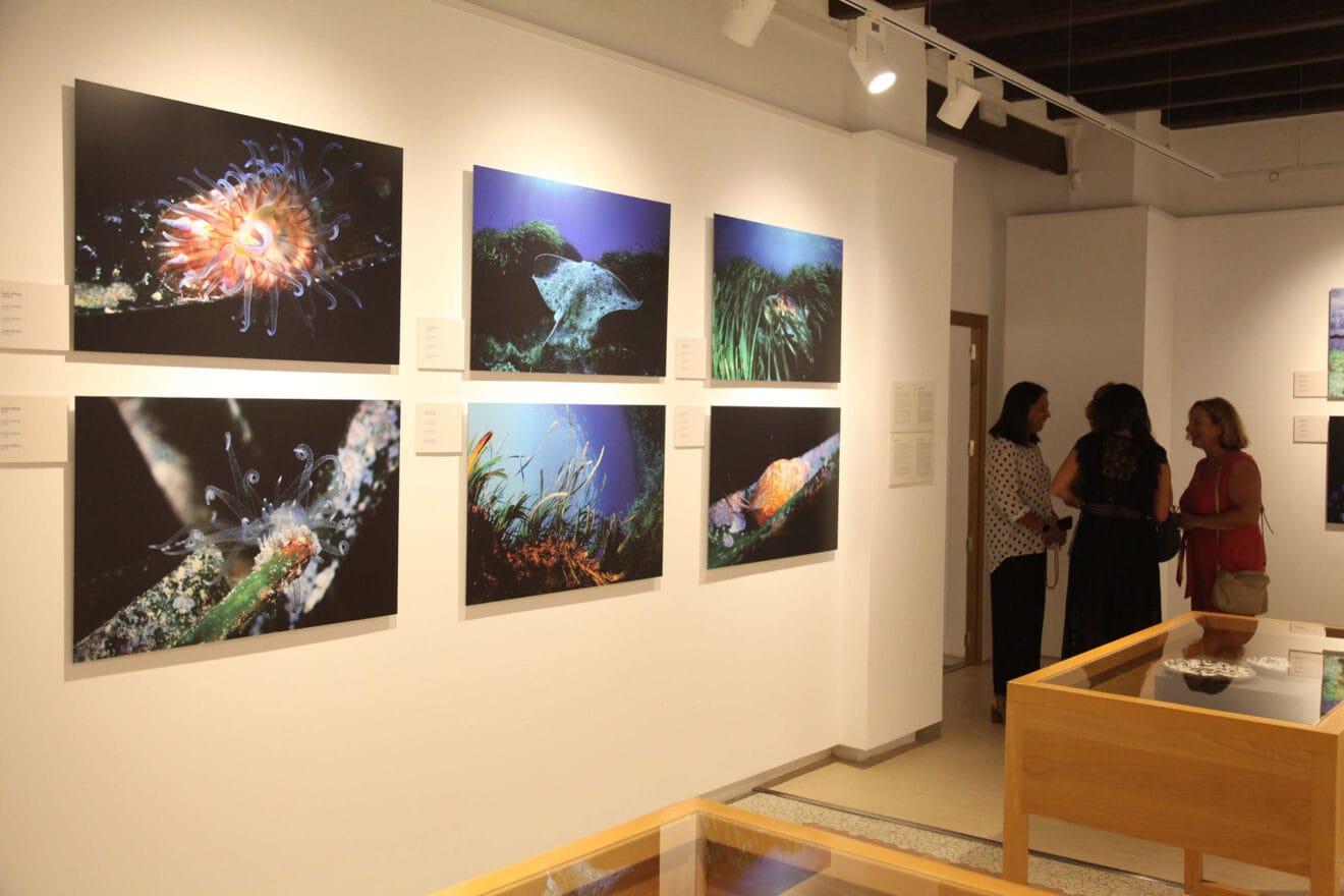 Exposición colectiva ‘L’art de la posidònia’ 23