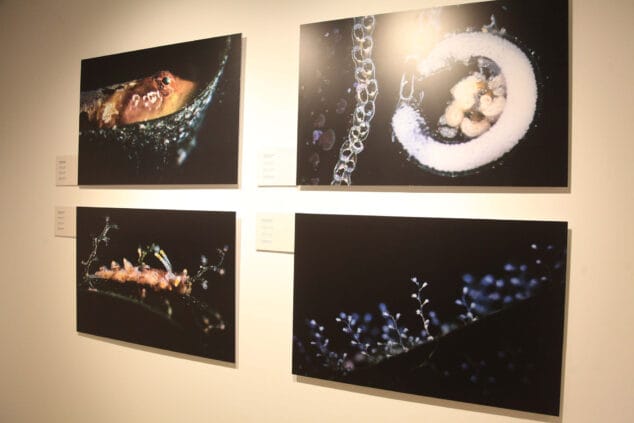 exposicion colectiva lart de la posidonia 32