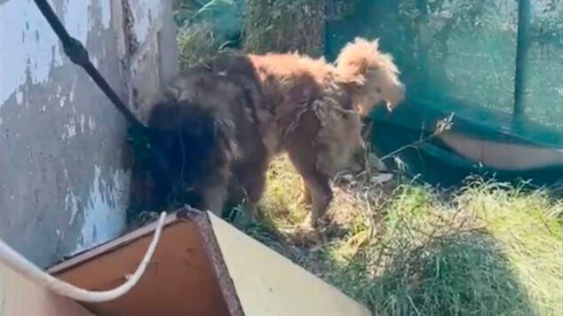 la policia local de denia rescata a un perro abandonado junto a las vias del tram
