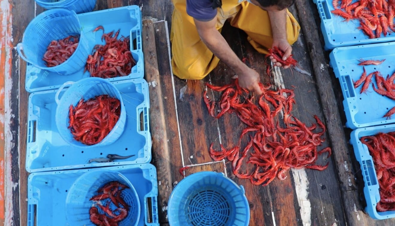 Pescador de Dénia seleccionando la gamba roja