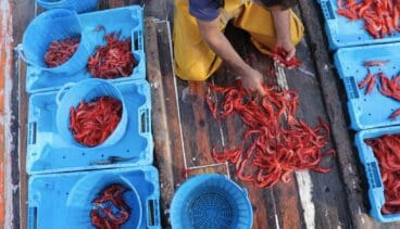 pescador de denia seleccionando la gamba roja