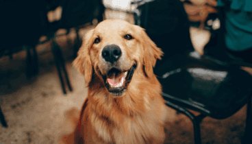 Golden retriever muy feliz