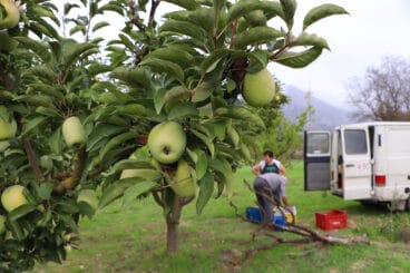 Juanvi Mengual und seine Frau sammeln Perello im Oktober 2022