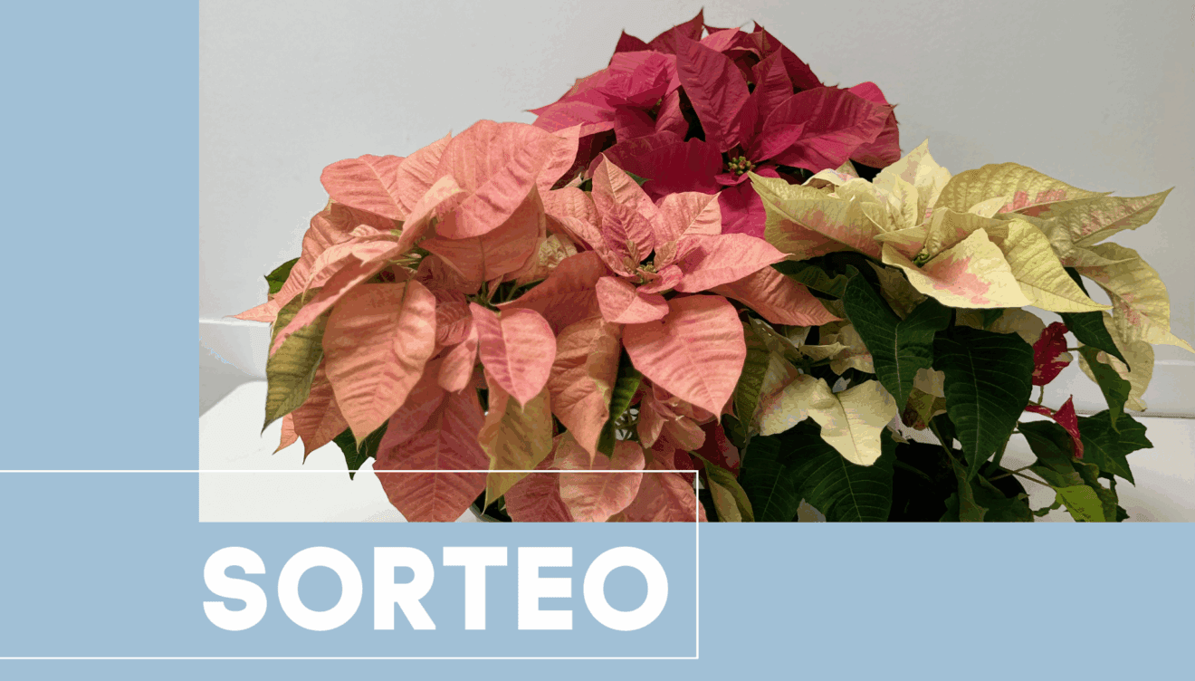 Sorteo Verdecora