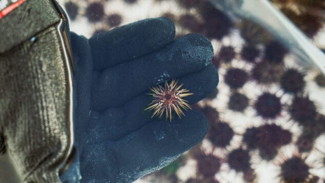 Imagen: Agricultura impulsa un proyecto de cría y reintroducción de erizos de mar con la Fundación Oceanogràfic