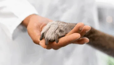 Cuidado de la salud de tus mascotas en Dénia