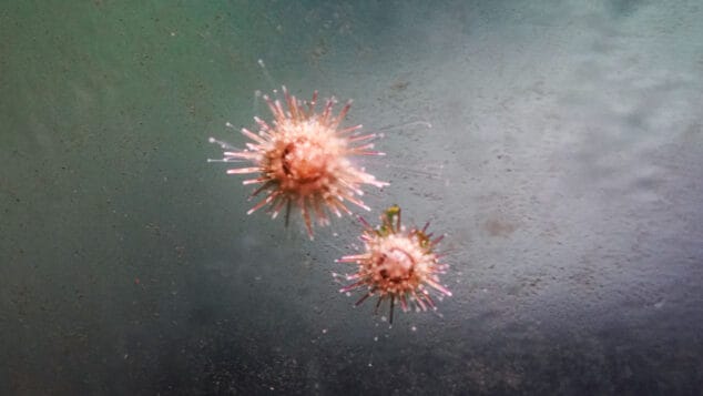 Imagen: El objetivo de esta iniciativa piloto consiste en reforzar la presencia de la especie por la disminución de las poblaciones en la Comunitat Valenciana