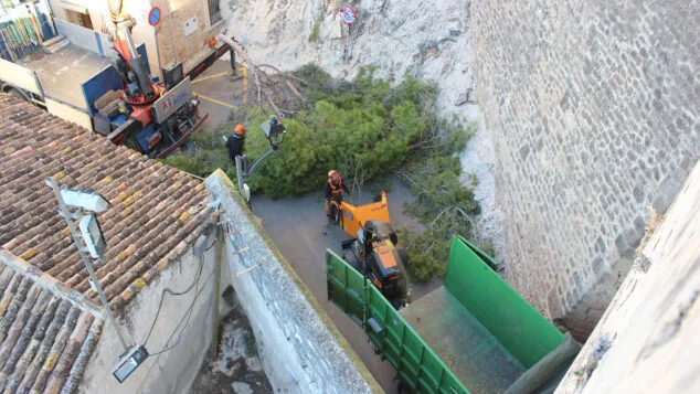 Imagen: Pinos talados en la puerta del Castillo