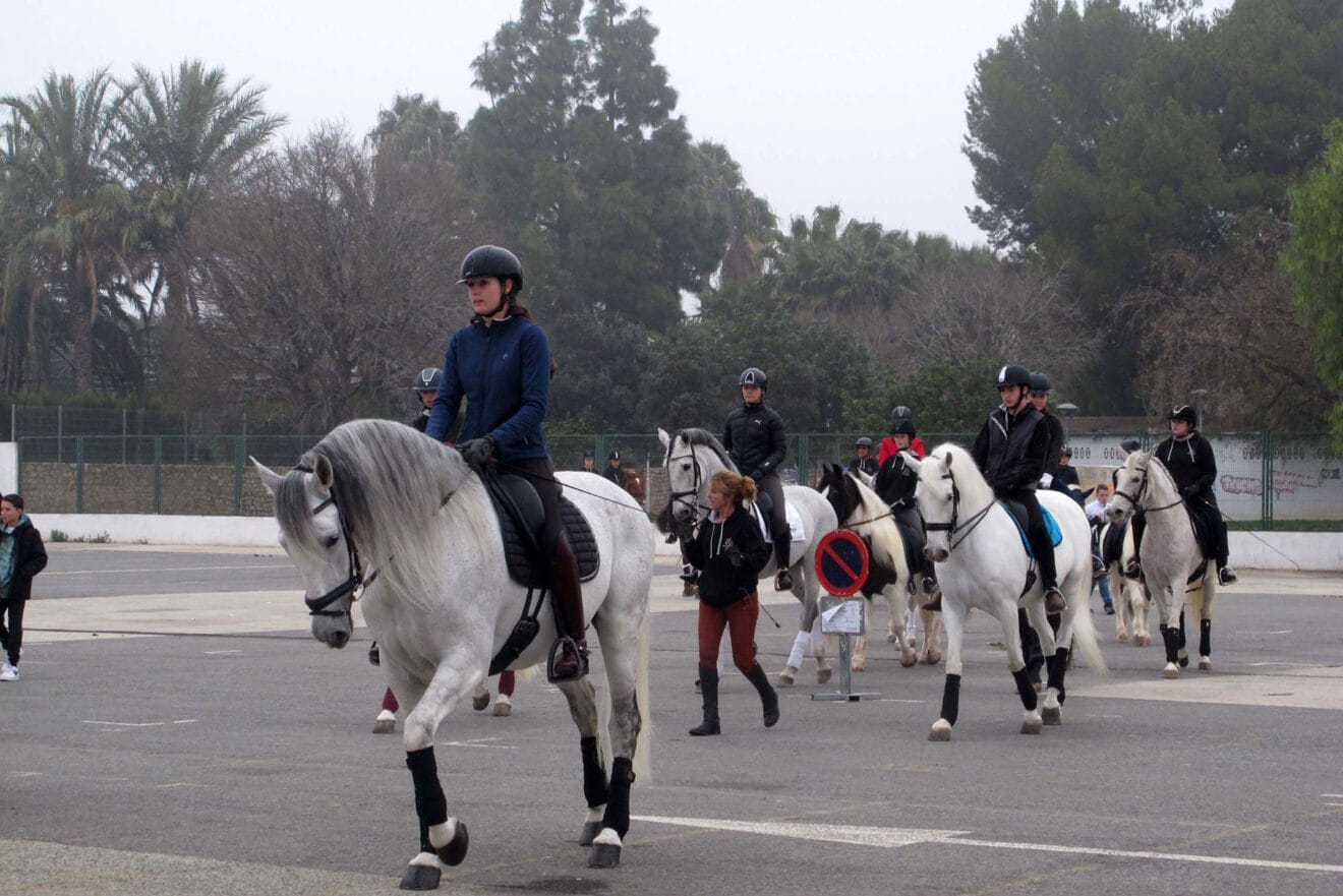 Celebración Sant Antoni 2024 en Dénia 03