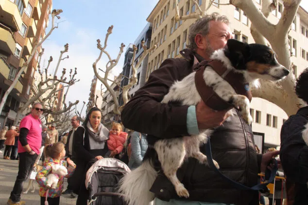 Decenas de animales son bendecidos en Sant Antoni 31 celebracion sant antoni 2024 en denia 27