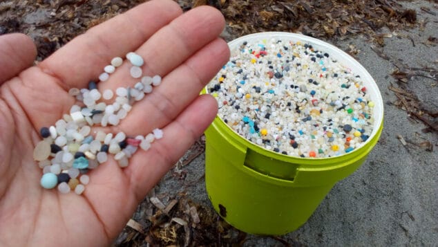 Imagen: Pellets recogidos en la playa de Dénia