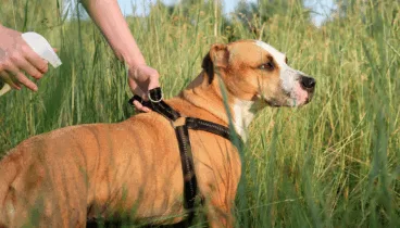 conoce los preocupantes riesgos de que tu perro contraiga esta preocupante enfermedad