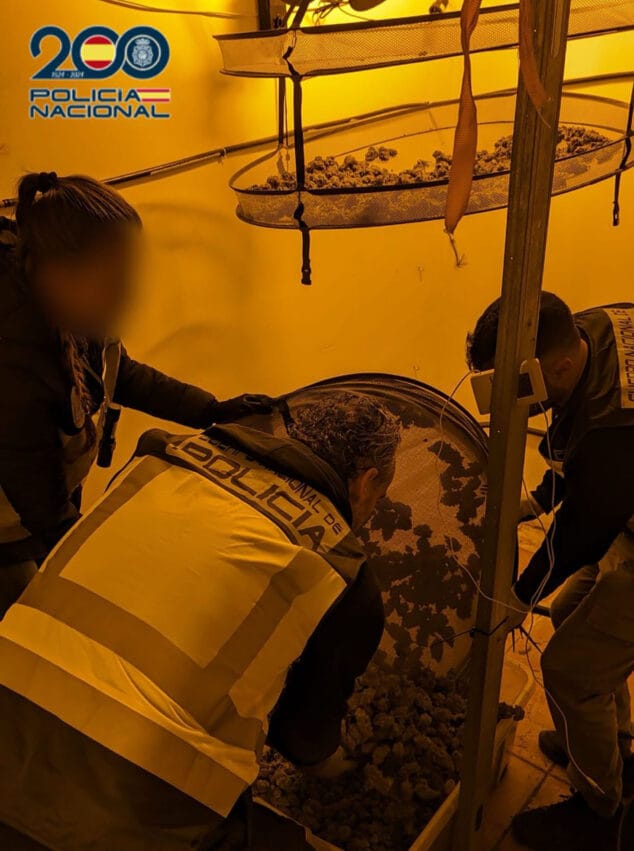 Imagen: Marihuana incautada por la Policía Nacional de Dénia