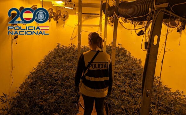 Imagen: Plantación de marihuana en el interior de un chalet de Dénia