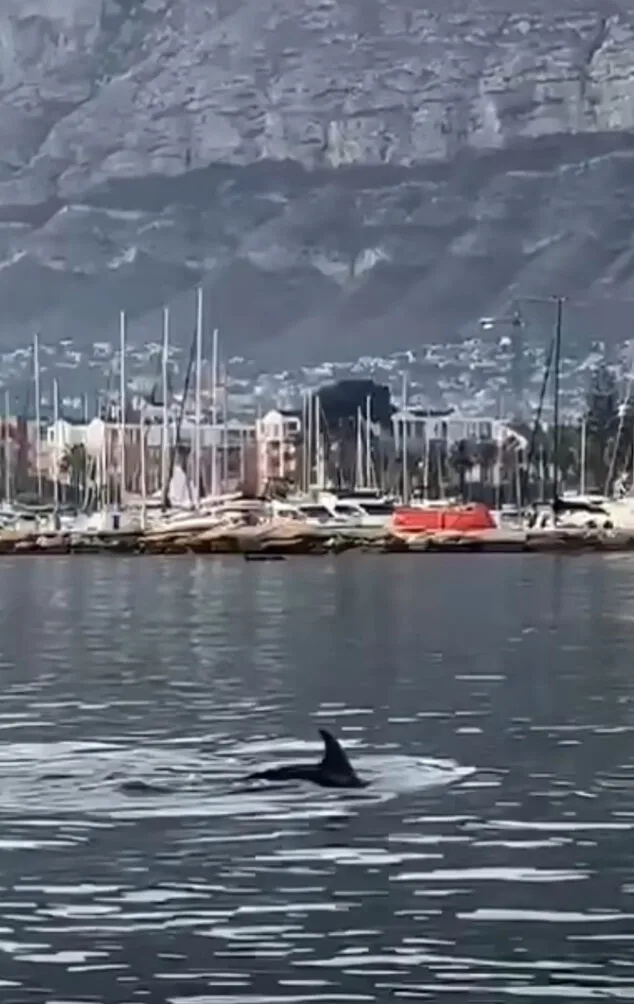 Avistan delfines en el Puerto de Dénia 1 Imagen: Avistamiento de delfines en Dénia