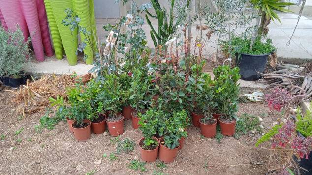 Imagen: Lote de plantas y árboles donado por Cadeal Motor Club a Dénia