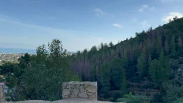 Arbolada en el Montgó