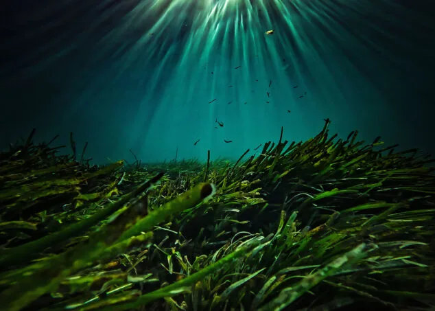 Estas son las imágenes ganadoras del concurso de fotografía 'Tema Dénia 2024' 1 Imagen: Deep