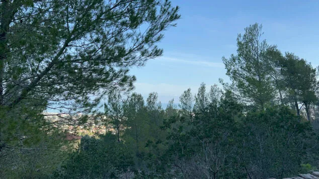 pinada en el montgo