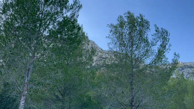 pinos en el montgo