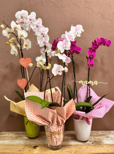 Preciosas orquídeas para regalar el Día de la Madre