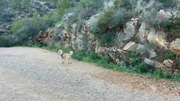 un perro disfruta de la ruta