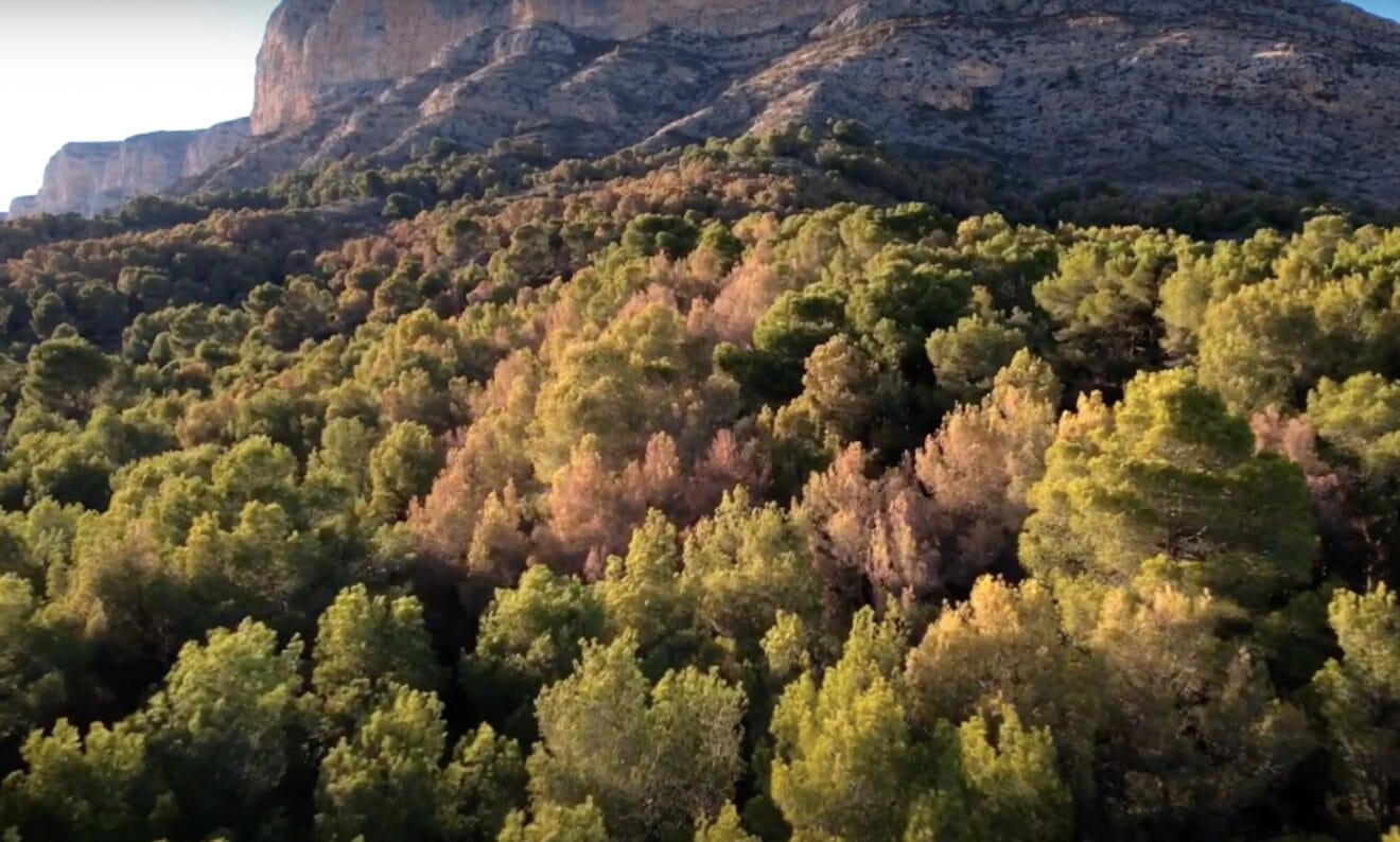 Bosque muerto en el Montgó