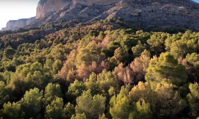 Imagen: Bosque muerto en el Montgó