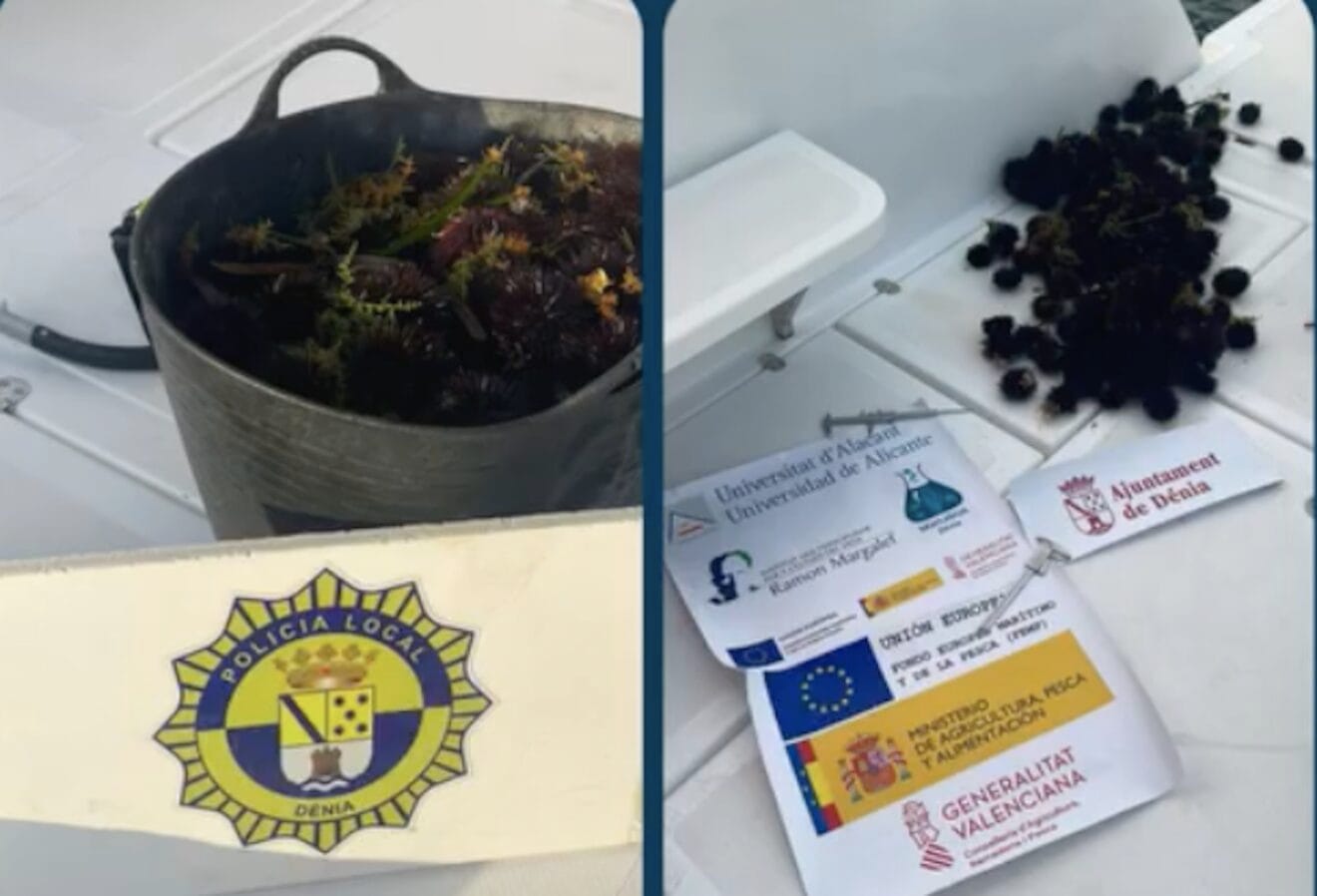 Capazo de erizos que ha recuperado la Policía Local de Dénia