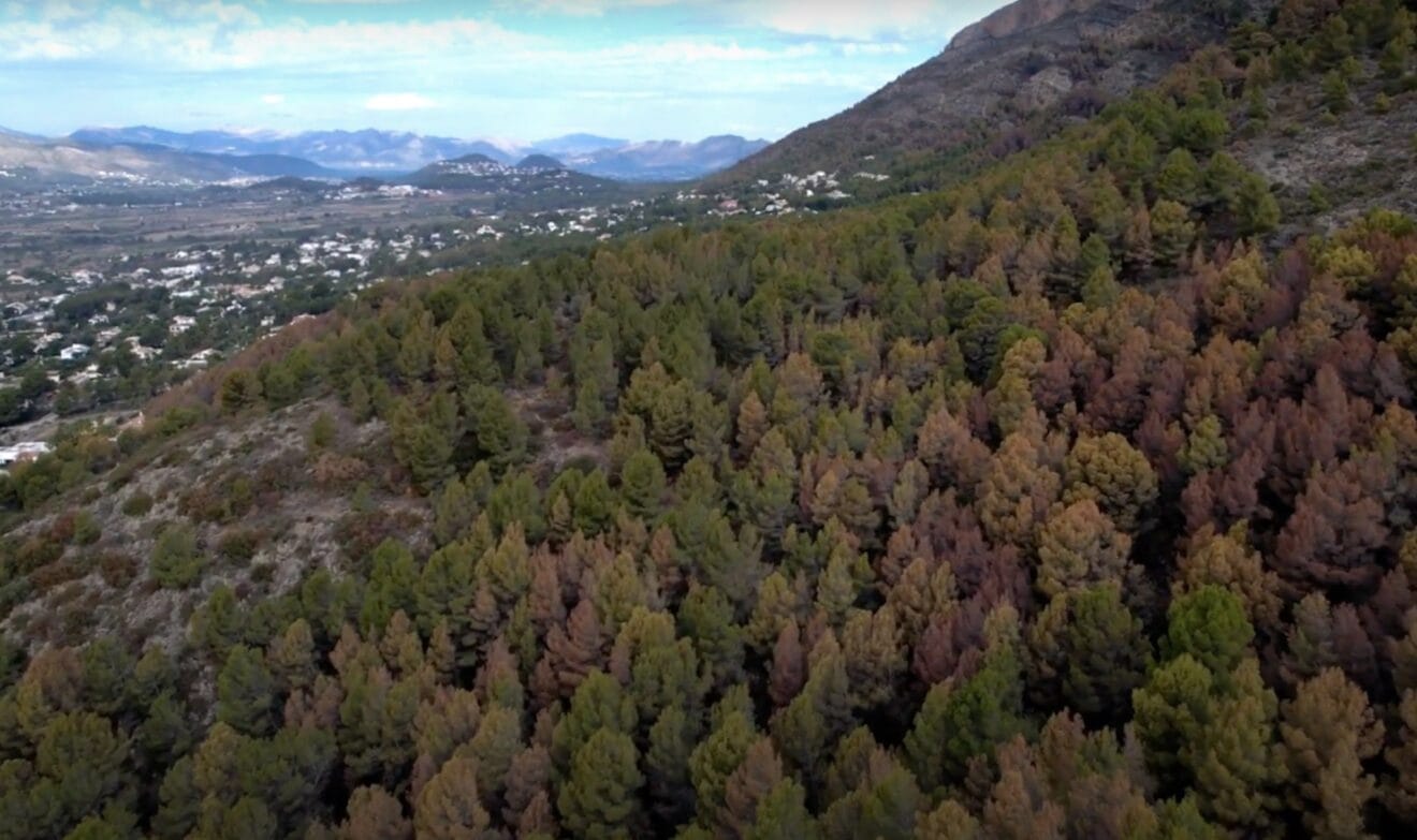 El marrón se adueña del bosque del Montgó
