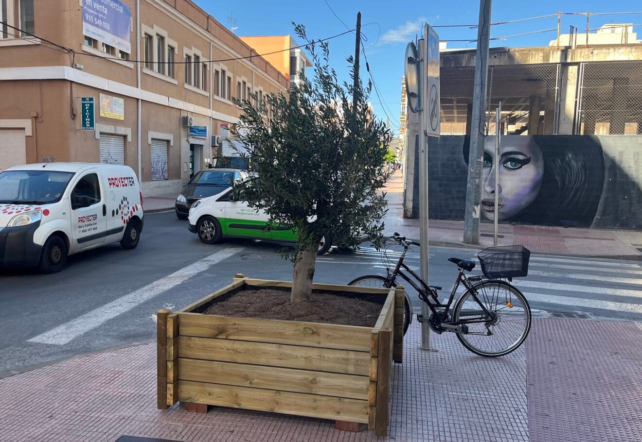 Nuevo olivo de Dénia en Patricio Ferrándiz