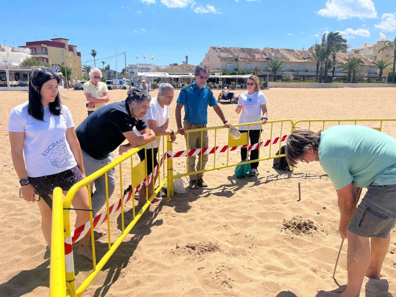 Primer avistamiento de tortugas de la temporada en playas de Dénia 1