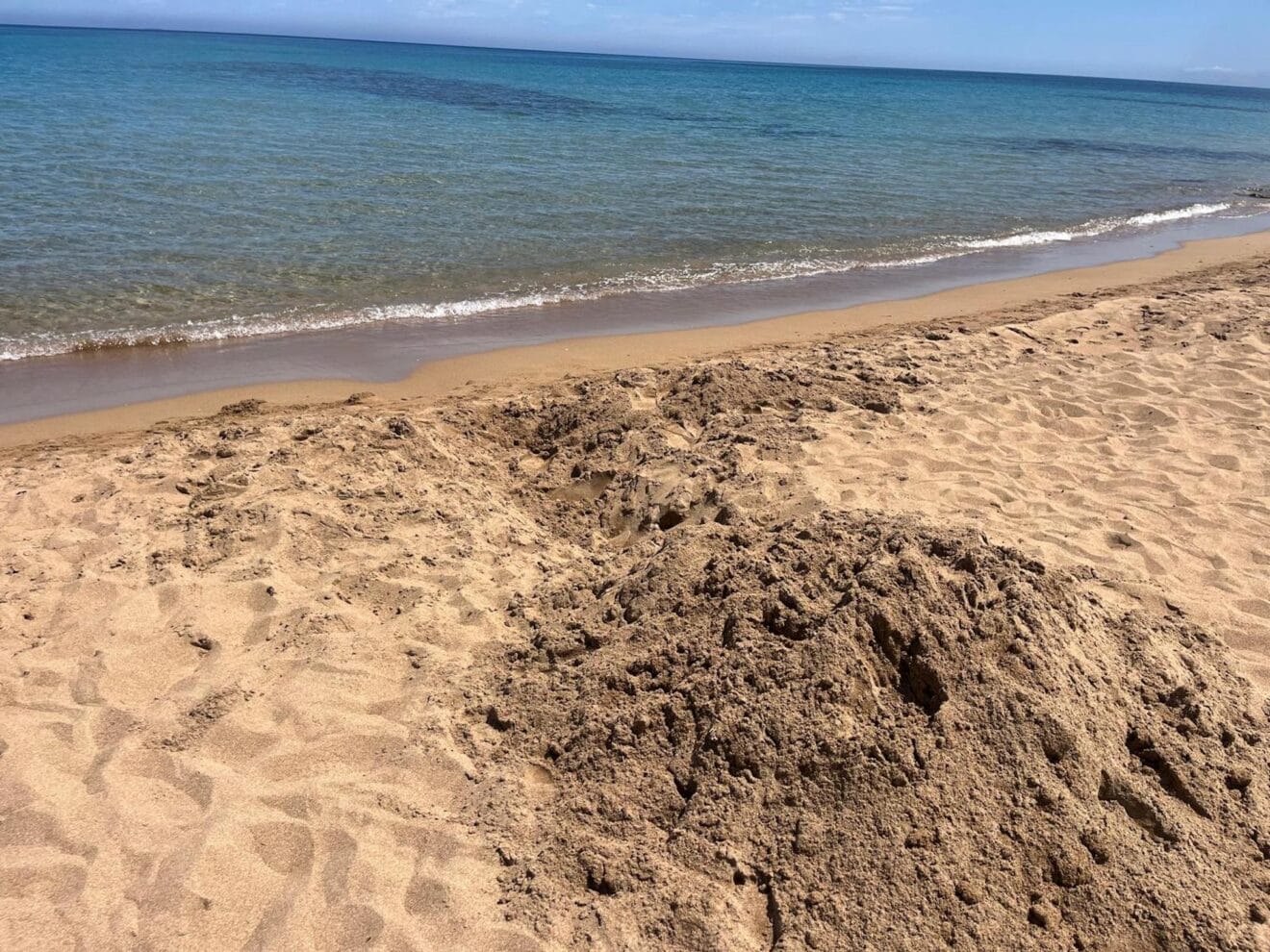 Primer avistamiento de tortugas de la temporada en playas de Dénia 11
