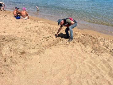 primer avistamiento de tortugas de la temporada en playas de denia 14