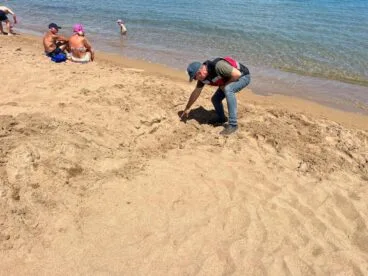 Primer avistamiento de tortugas de la temporada en playas de Dénia